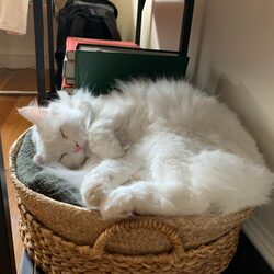 A white cat sleeping in a basket