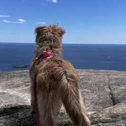 A small dog looking out over the sea