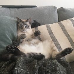 A cat sitting on a sofa