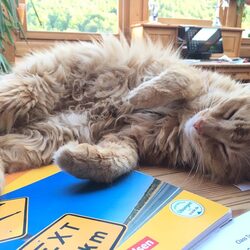 A cat sleeping on a desk